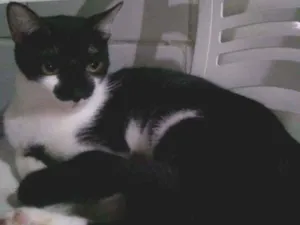 Gato raça Srd idade 7 a 11 meses nome Licia