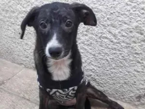 Cachorro raça SRD-ViraLata idade 2 a 6 meses nome LILICA