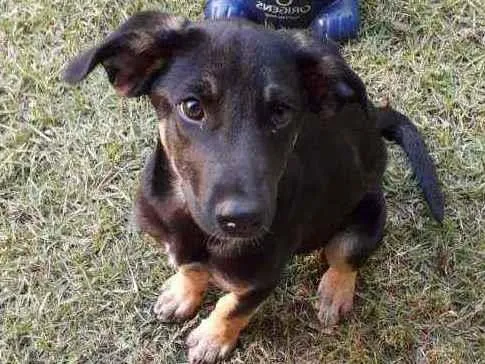 Cachorro ra a Não definida  idade 2 a 6 meses nome Greta 