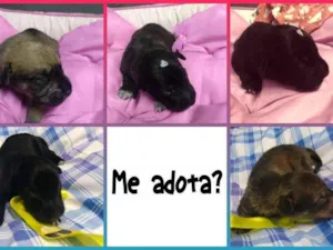 Cachorro raça SRD-ViraLata idade Abaixo de 2 meses nome Bebês