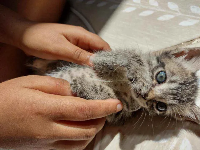 Gato ra a SDR idade Abaixo de 2 meses nome Pitter