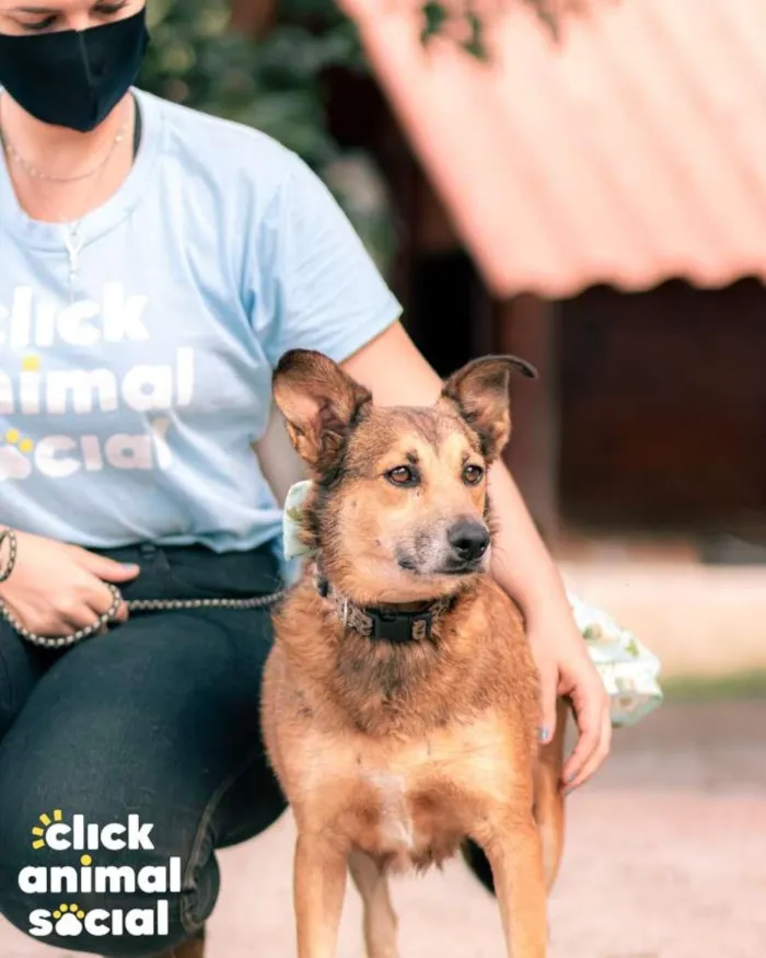 Cachorro ra a SRD-ViraLata idade 3 anos nome Mara