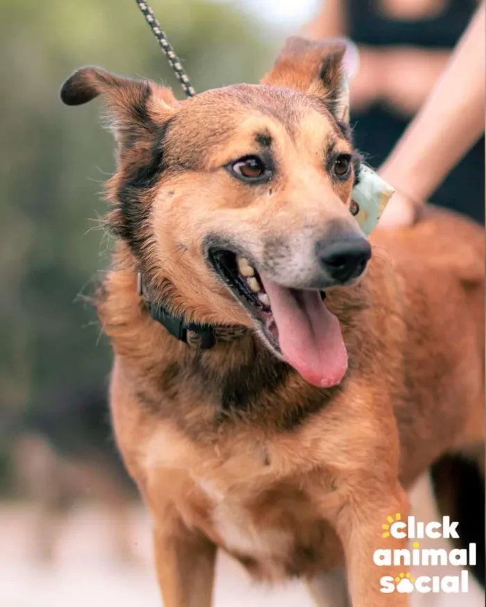 Cachorro ra a SRD-ViraLata idade 3 anos nome Mara