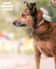 Mara