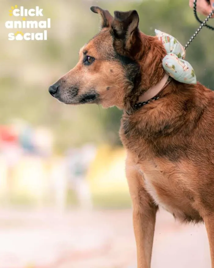 Cachorro ra a SRD-ViraLata idade 3 anos nome Mara