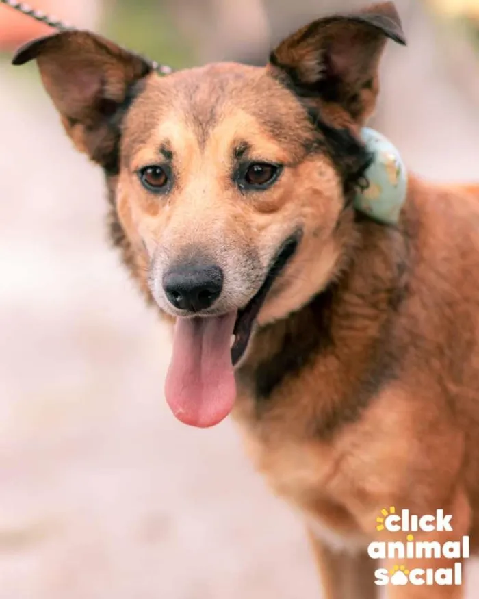 Cachorro ra a SRD-ViraLata idade 3 anos nome Mara