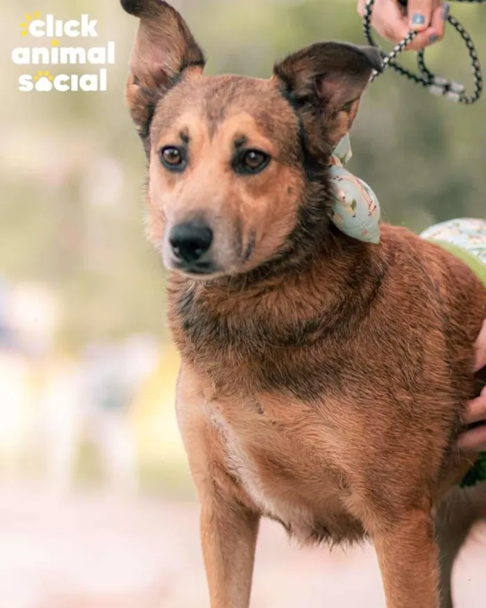 Cachorro ra a SRD-ViraLata idade 3 anos nome Mara