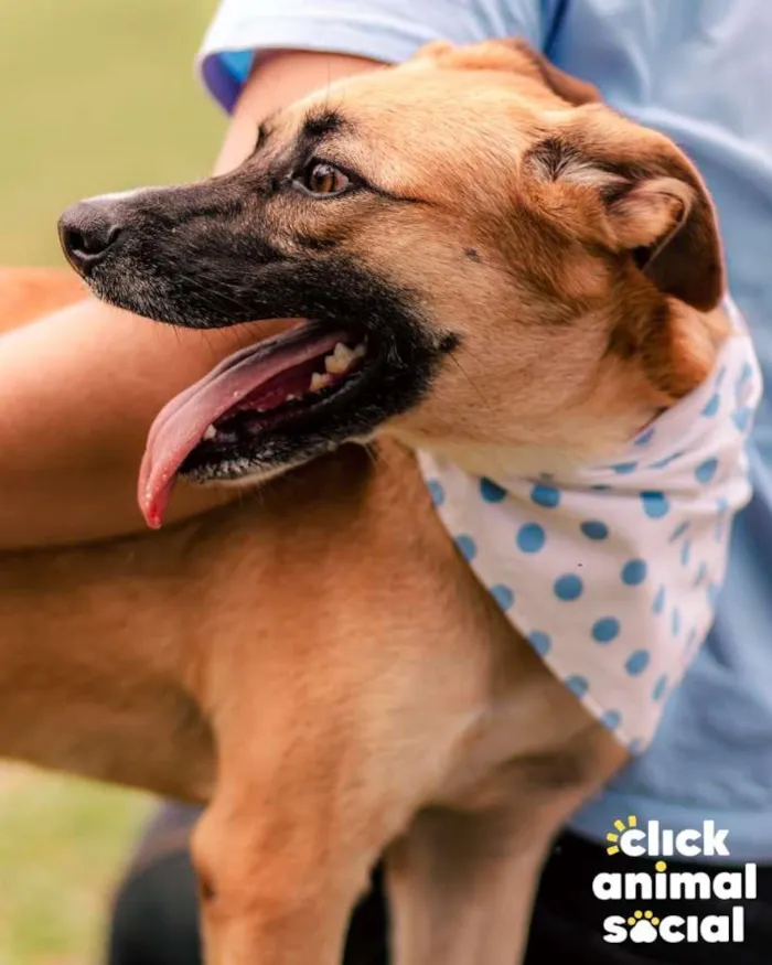 Cachorro ra a SRD-ViraLata idade 2 anos nome Samuca