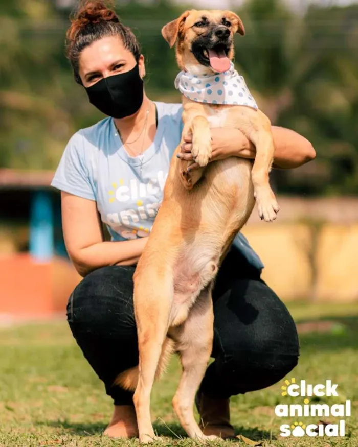 Cachorro ra a SRD-ViraLata idade 2 anos nome Samuca