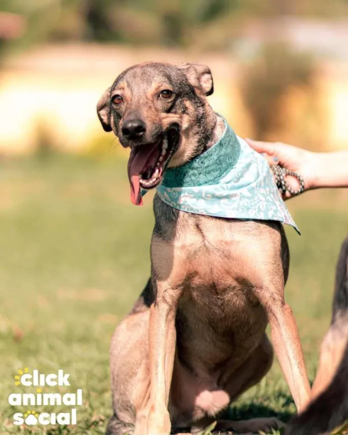 Cachorro ra a SRD-ViraLata idade 2 anos nome Lipe