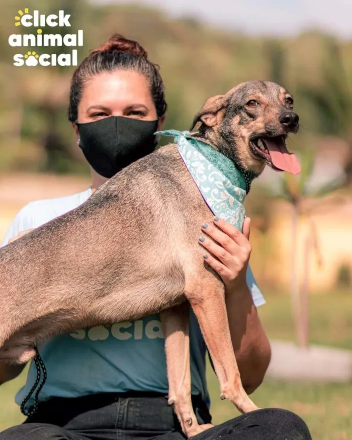 Cachorro ra a SRD-ViraLata idade 2 anos nome Lipe