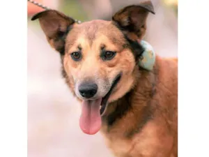 Cachorro raça SRD-ViraLata idade 3 anos nome Mara