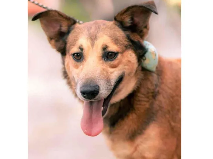 Cachorro ra a SRD-ViraLata idade 3 anos nome Mara