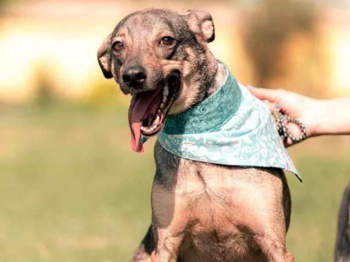 Cachorro ra a SRD-ViraLata idade 2 anos nome Lipe