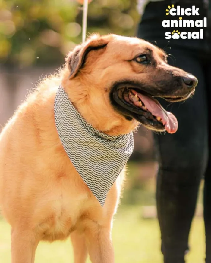 Cachorro ra a SRD-ViraLata idade 4 anos nome Bob