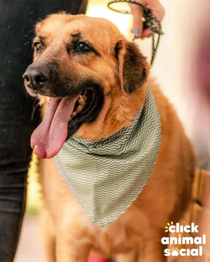 Cachorro ra a SRD-ViraLata idade 4 anos nome Bob