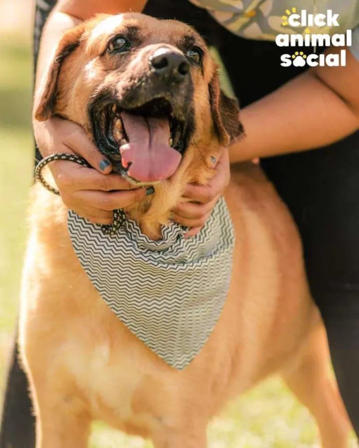 Cachorro ra a SRD-ViraLata idade 4 anos nome Bob