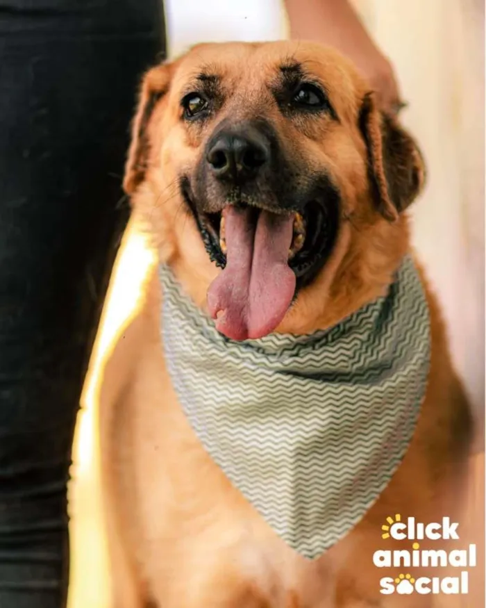 Cachorro ra a SRD-ViraLata idade 4 anos nome Bob