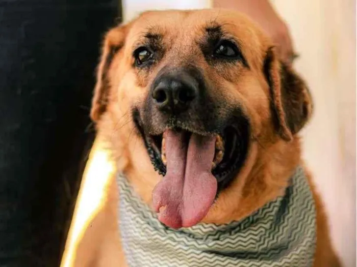 Cachorro ra a SRD-ViraLata idade 4 anos nome Bob