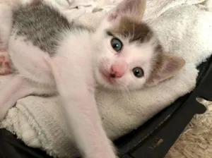 Gato raça SRD-ViraLata idade 2 a 6 meses nome Sem Nome 