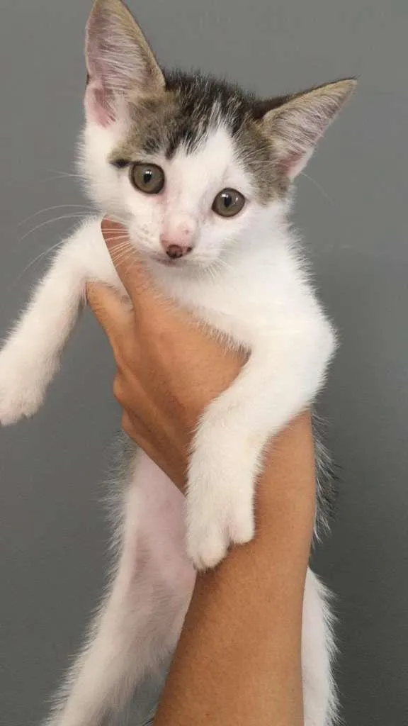 Gato ra a SRD-ViraLata idade 2 a 6 meses nome Sem Nome 