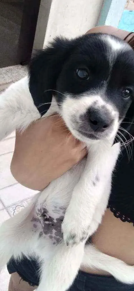 Cachorro raça Eles são misturados idade 2 a 6 meses nome Indefinido ainda ??
