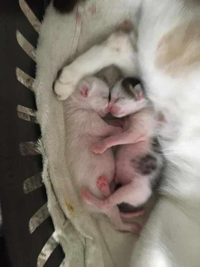 Gato ra a SRD-ViraLata idade 2 anos nome ariana 