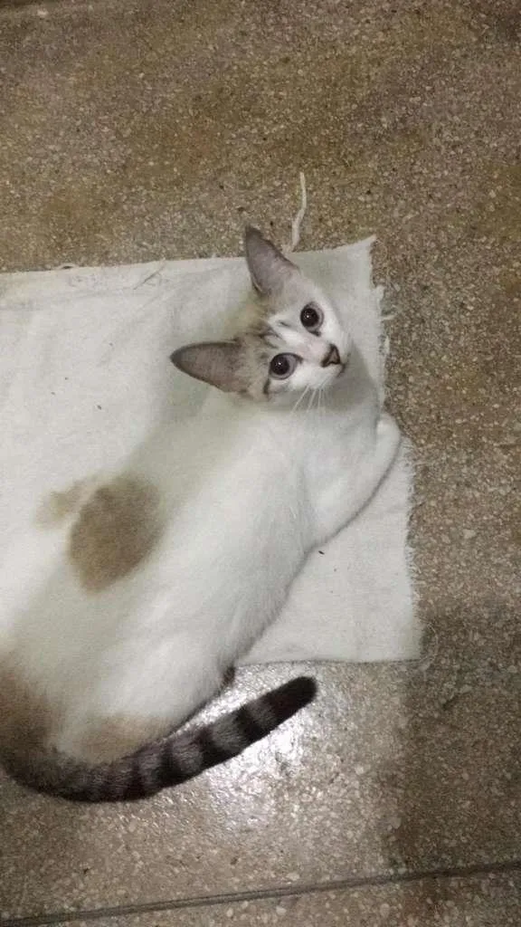 Gato ra a SRD-ViraLata idade 2 anos nome ariana 