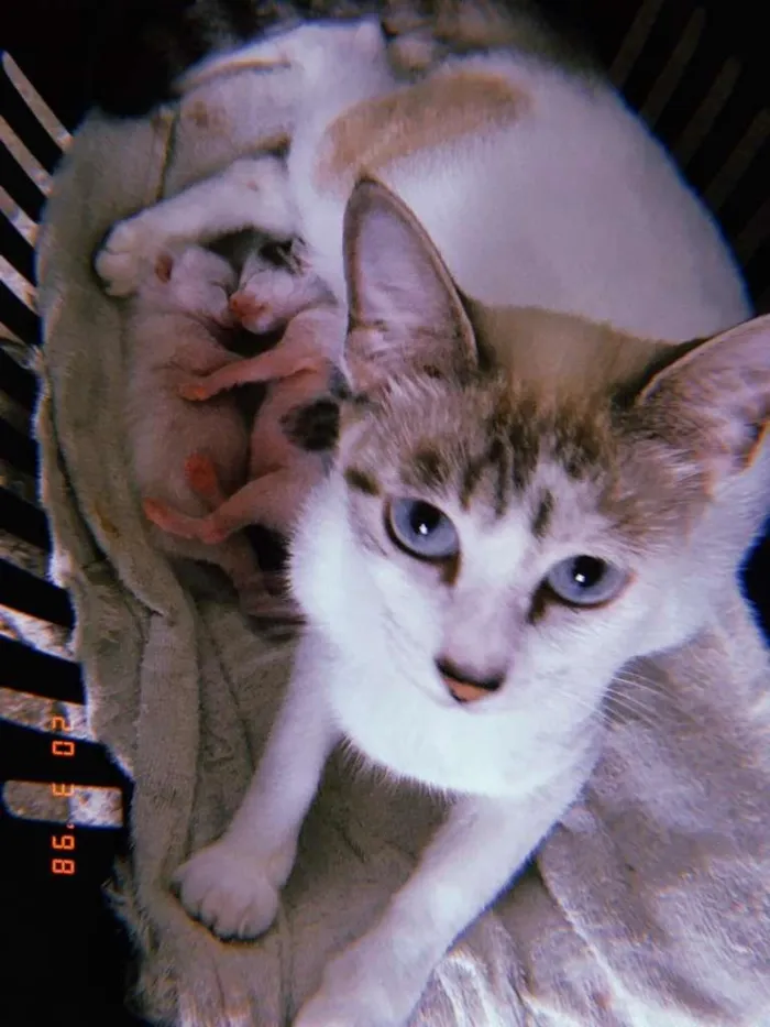 Gato ra a SRD-ViraLata idade 2 anos nome ariana 