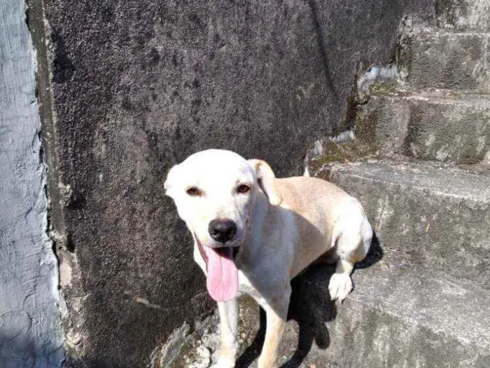 Cachorro ra a Mix com labrador  idade 2 a 6 meses nome Big big
