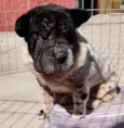 Cachorro raça SharPei idade 6 ou mais anos nome China - Especial