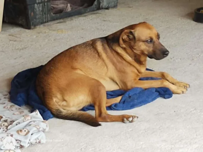 Cachorro raça SRD-ViraLata idade 3 anos nome Bacana