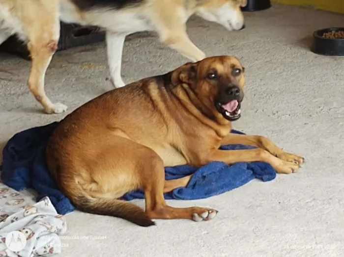 Cachorro raça SRD-ViraLata idade 3 anos nome Bacana