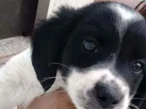 Cachorro raça Eles são misturados idade 2 a 6 meses nome Indefinido ainda ??