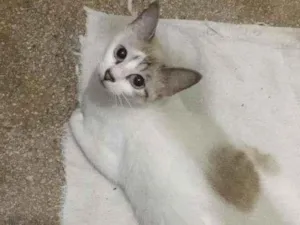 Gato raça SRD-ViraLata idade 2 anos nome ariana 