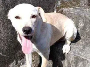Cachorro raça Mix com labrador  idade 2 a 6 meses nome Big big