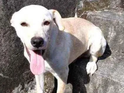 Cachorro ra a Mix com labrador  idade 2 a 6 meses nome Big big