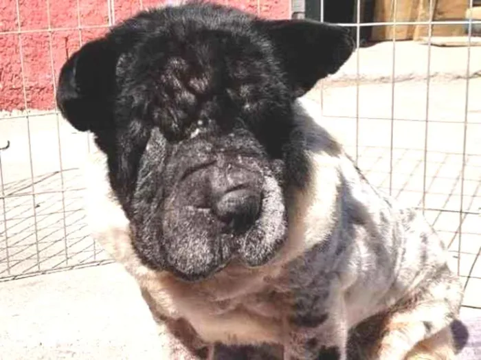 Cachorro raça SharPei idade 6 ou mais anos nome China - Especial