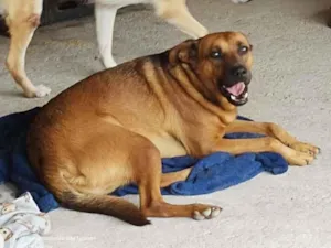Cachorro raça SRD-ViraLata idade 3 anos nome Bacana