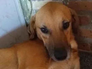 Cachorro raça SRD-ViraLata idade 4 anos nome Caramelo 1