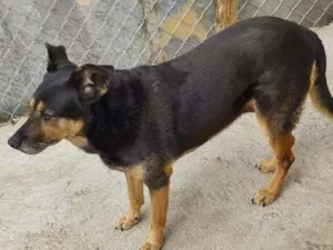Cachorro raça SRD-ViraLata idade 6 ou mais anos nome Sissy Lady