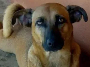 Cachorro raça SRD-ViraLata idade 3 anos nome Julie