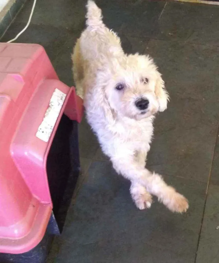 Cachorro ra a Poodle idade 2 anos nome Marlon