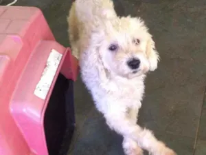 Cachorro raça Poodle idade 2 anos nome Marlon
