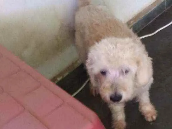 Cachorro ra a Poodle idade 2 anos nome Marlon