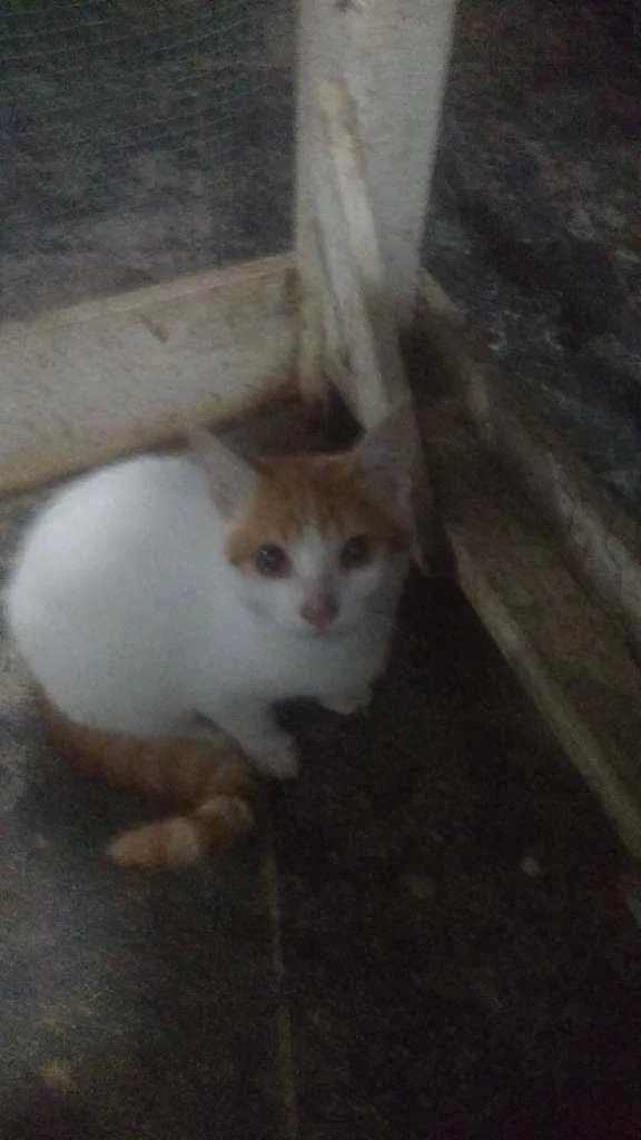 Gato ra a SRD idade 2 a 6 meses nome Pantufas