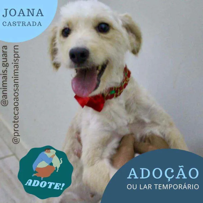 Cachorro ra a srd idade 1 ano nome joana