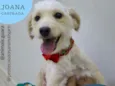 joana