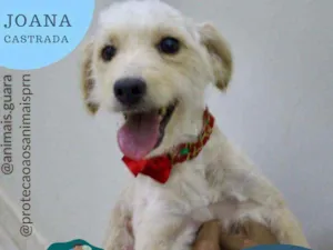 Cachorro raça srd idade 1 ano nome joana