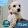 mel